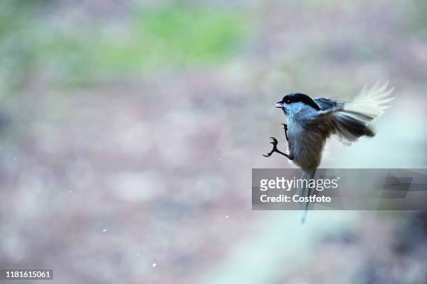 The Chestnut - vented Nuthatch playing in the park, Yichun,Heilongjiang,China,November 9, 2019.- PHOTOGRAPH BY Costfoto / Future Publishing