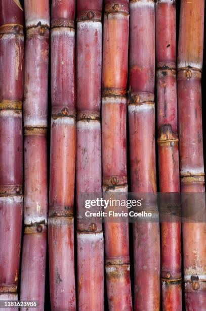 purple sugar cane pattern background - canna da zucchero foto e immagini stock