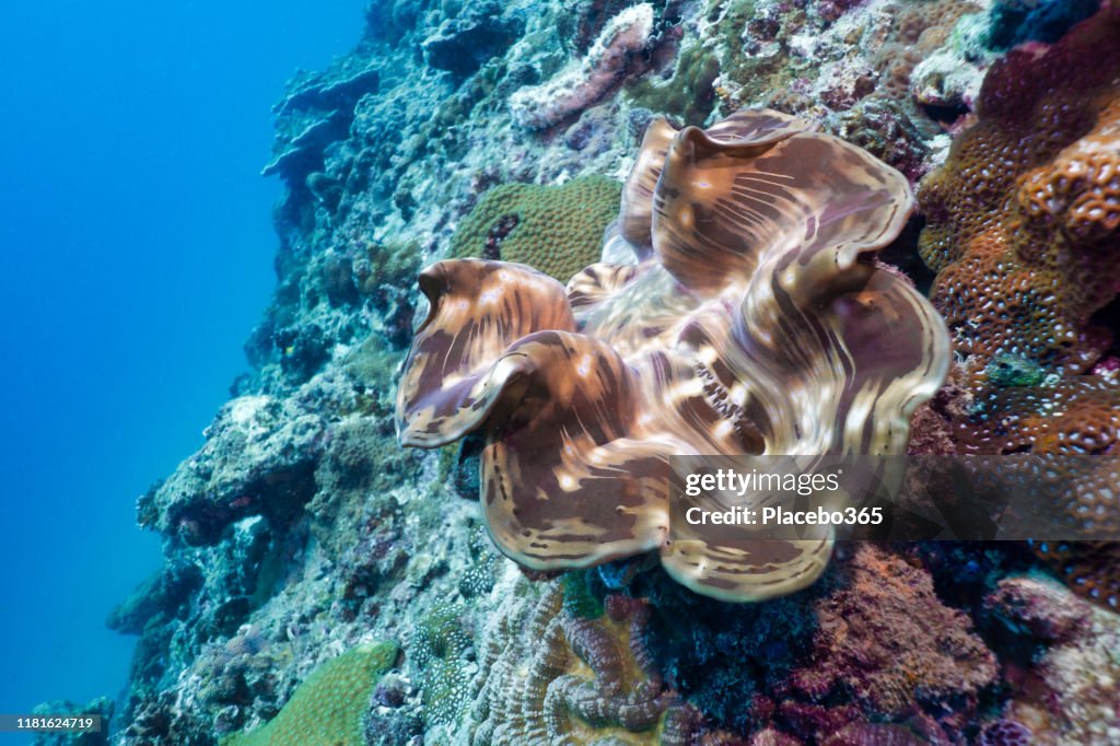 Unterwasser-Riesenmuschel (Tridacna gigas) auf flachem Korallenriff