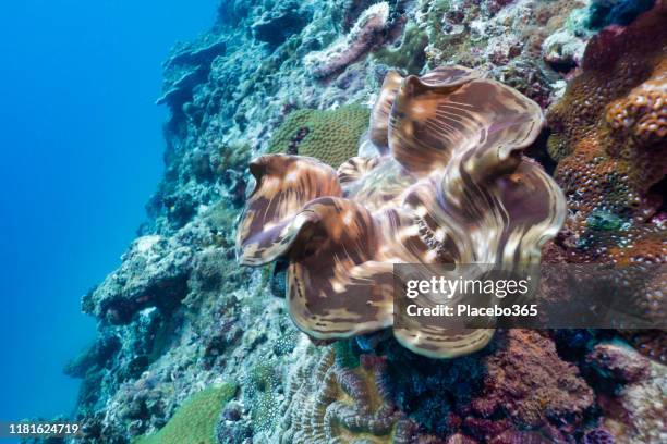 almeja gigante subacuática (tridacna gigas) en arrecife de coral poco profundo - perlas fotografías e imágenes de stock