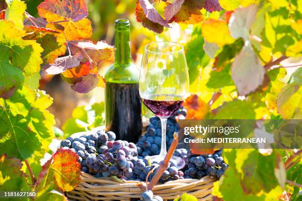 grape harvest bucket with red wine bottle and wine glass - merlot stock pictures, royalty-free photos & images