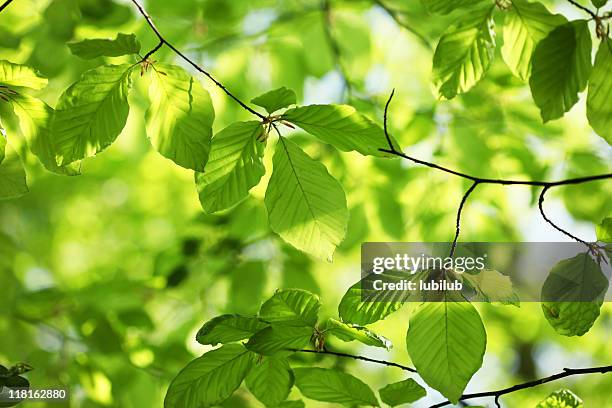 new beech leaves in spring - denmark nature stock pictures, royalty-free photos & images