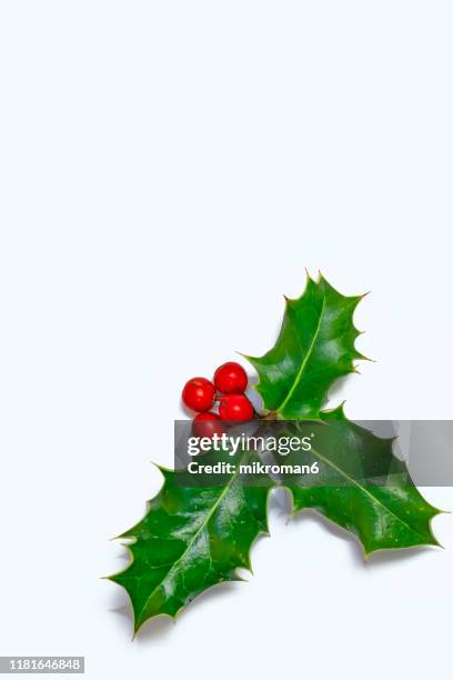 ilex, or holly evergreen shrubs - christmas holly stock pictures, royalty-free photos & images