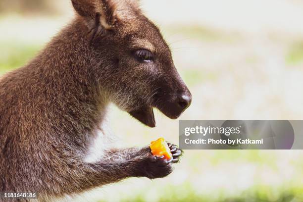 bennett's wallaby eating a carrot - wallaby stock pictures, royalty-free photos & images