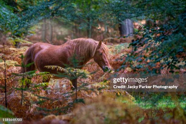 beautiful new forest ponies in the new forest national park, hampshire, england in the autumn - autumn steed stock pictures, royalty-free photos & images