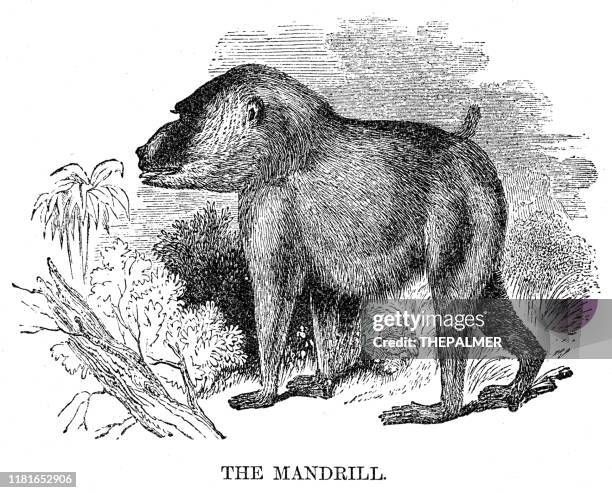 mandrill engraving 1869 - baboon stock illustrations