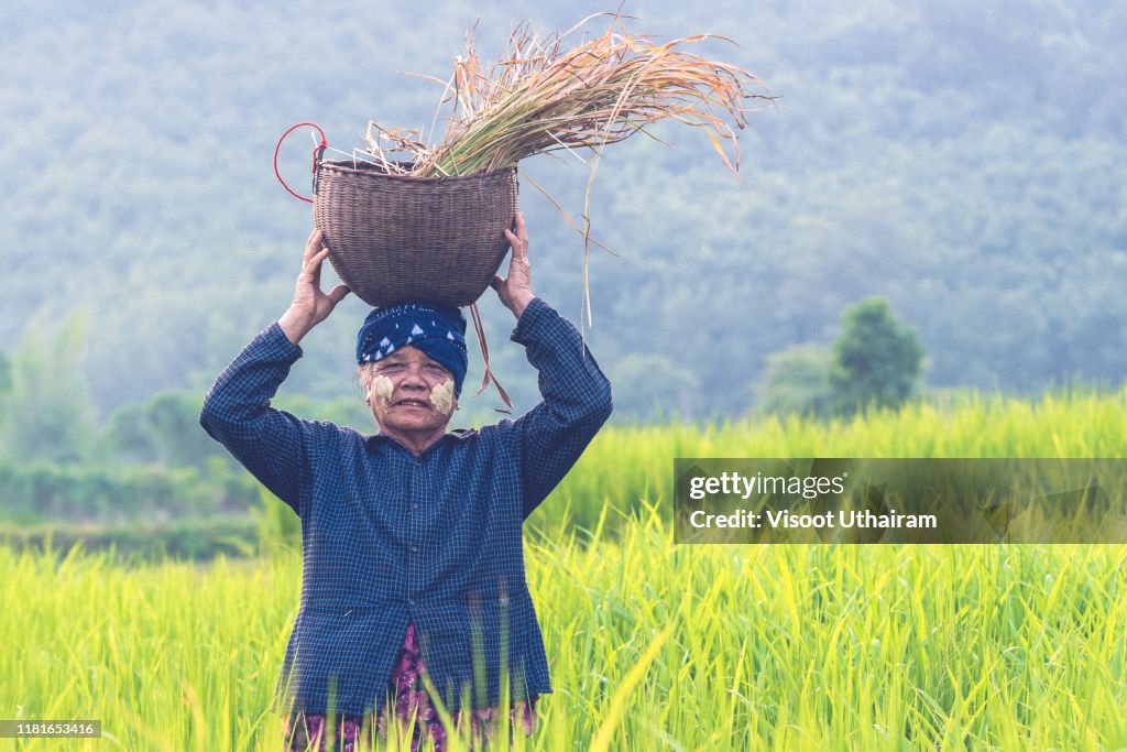 Asian Picking Rice Asian Farmer Harvest Of The Rice Field In Harvest Season High-Res Stock ...
