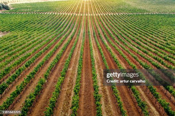 vineyard landscape from above - agricultural field rows stock pictures, royalty-free photos & images