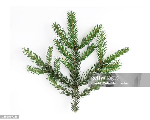 christmas tree branch, close-up, isolated on a white background. winter festive decor. - tanne stock-fotos und bilder