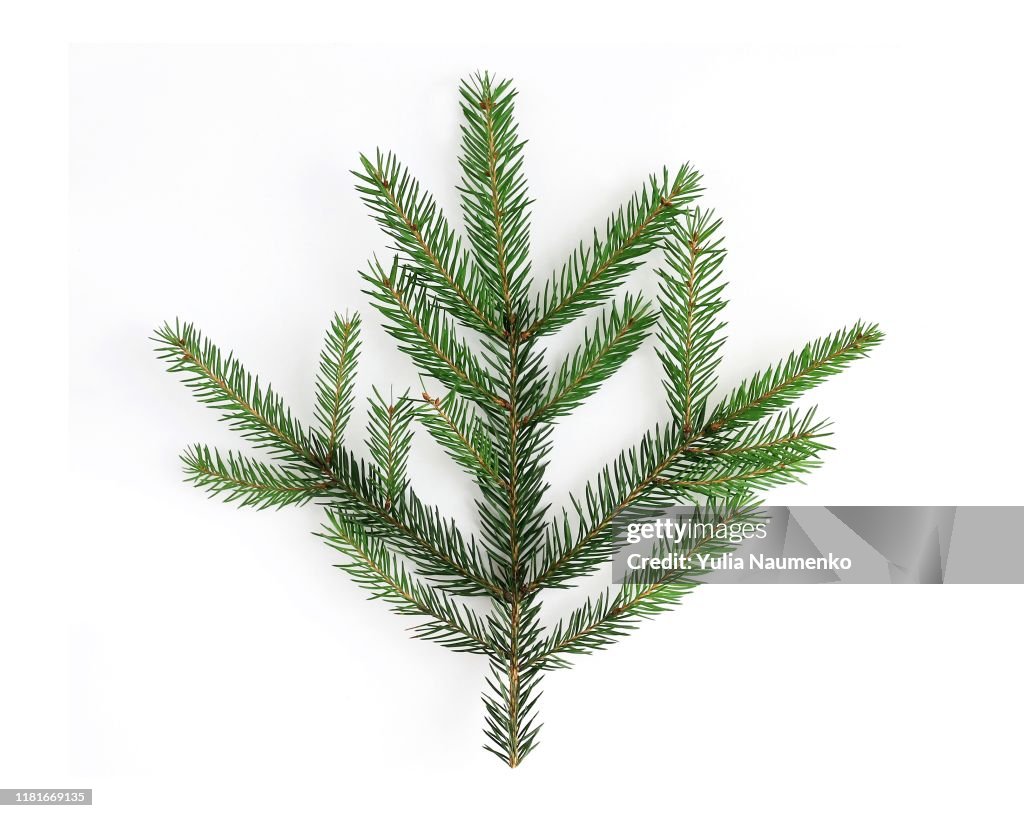 Christmas tree branch, close-up, isolated on a white background. Winter festive decor.