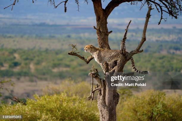 cheetah in tree - kenya stock pictures, royalty-free photos & images