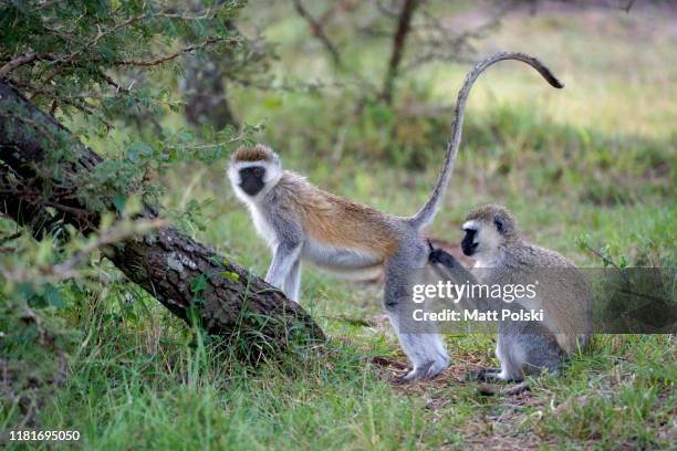 monkeys grooming each other - rump stock-fotos und bilder