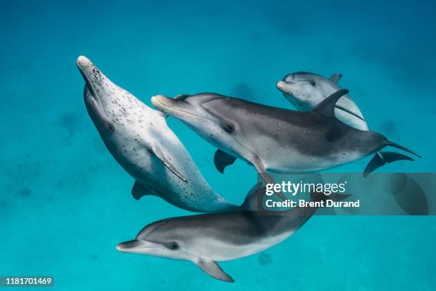 atlantic spotted dolphins playing - pod group of animals stock pictures, royalty-free photos & images