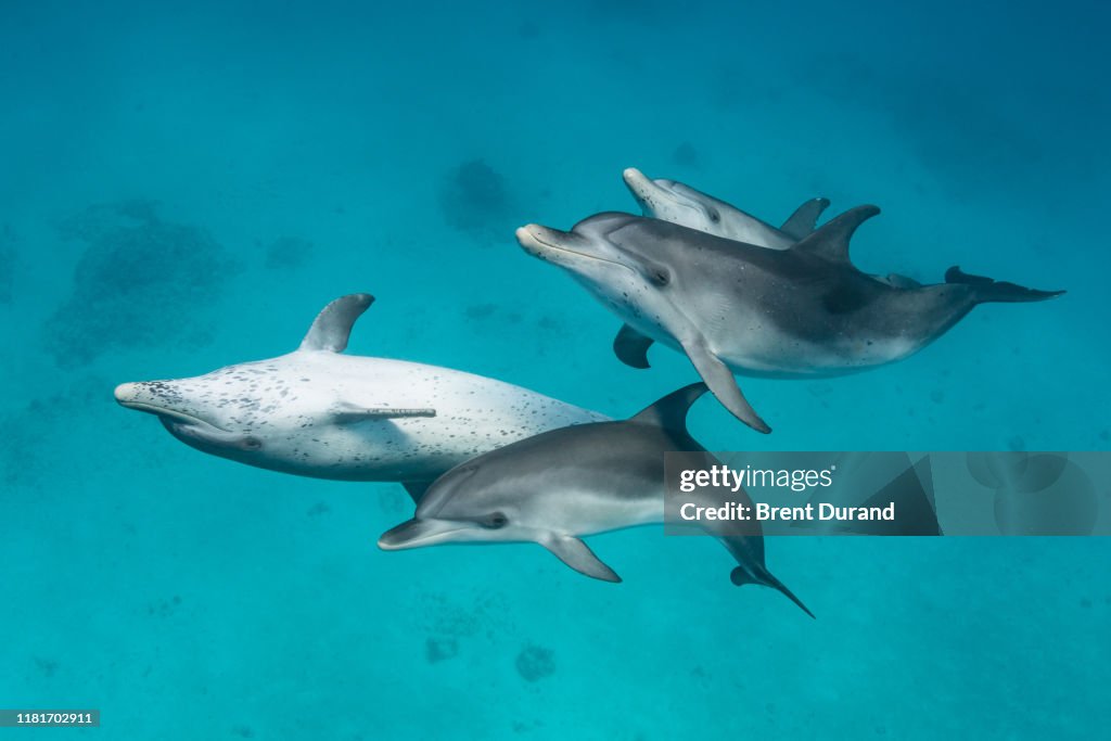 Atlantic Spotted Dolphins Playing