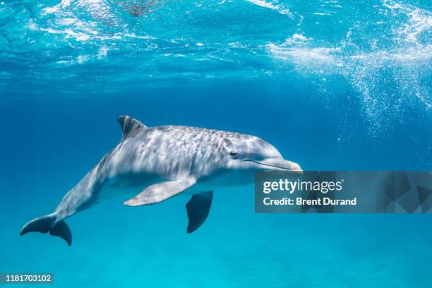 bottlenose dolphin portrait - dolphin stock pictures, royalty-free photos & images