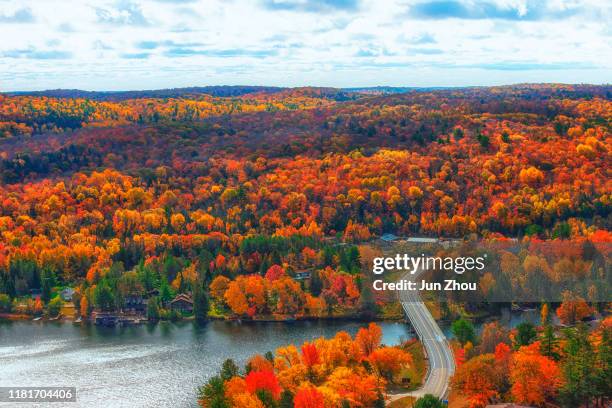 autumn colour - maple tree canada stock pictures, royalty-free photos & images