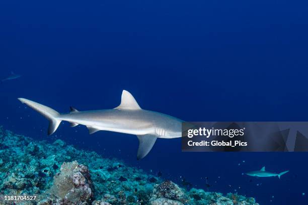 grey reef shark (carcharhinus amblyrhynchos) - palau, micronesia - grey reef shark stock pictures, royalty-free photos & images