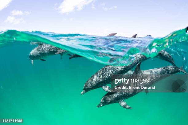 atlantic spotted dolphins in bahamas - swimming with dolphins stock pictures, royalty-free photos & images