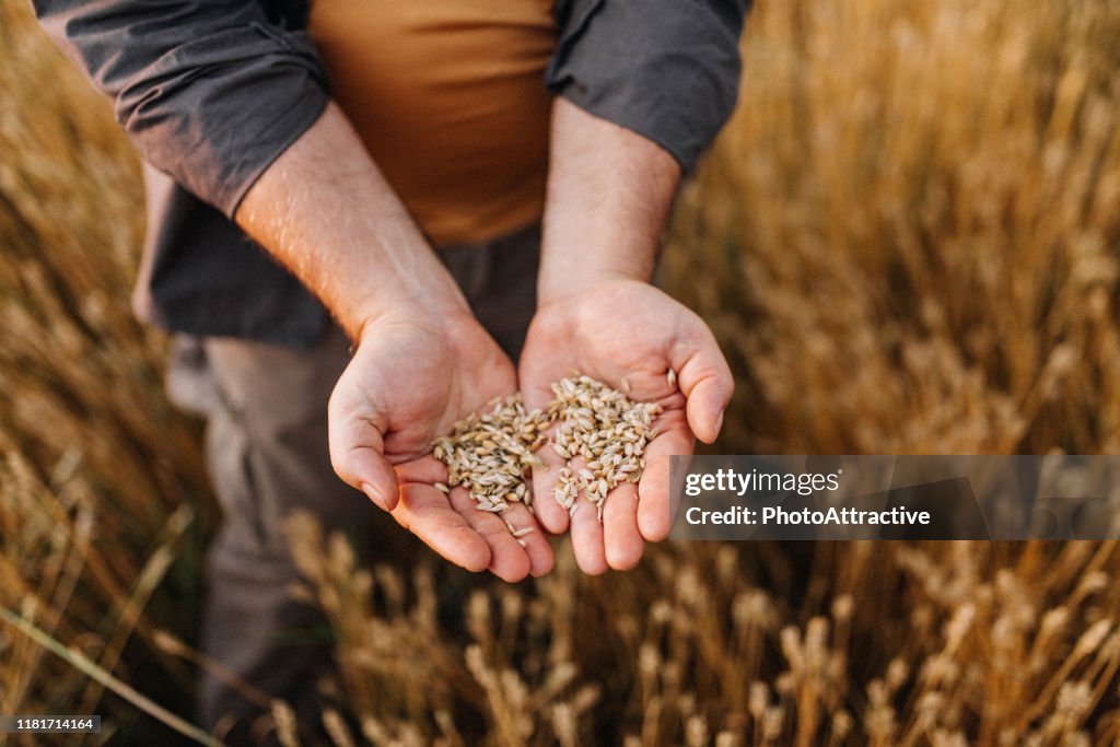 Landwirt kontrollierte Ernte auf seinem Gebiet