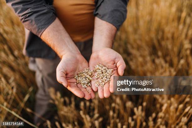 boer gecontroleerde oogst in zijn vakgebied - grains stockfoto's en -beelden