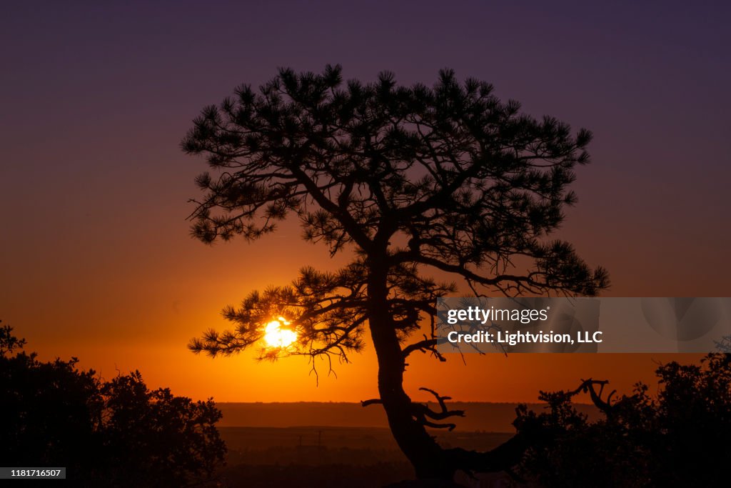 Lone Tree with Rising Sun