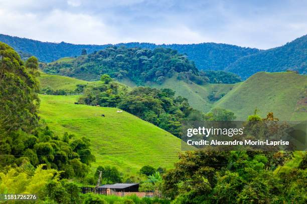 landscape surrounded by mountains, a small farm and cows grazing - medellin colombia stock pictures, royalty-free photos & images