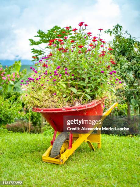 flowers planted in a wheelbarrow - vintage wheel barrow stock pictures, royalty-free photos & images