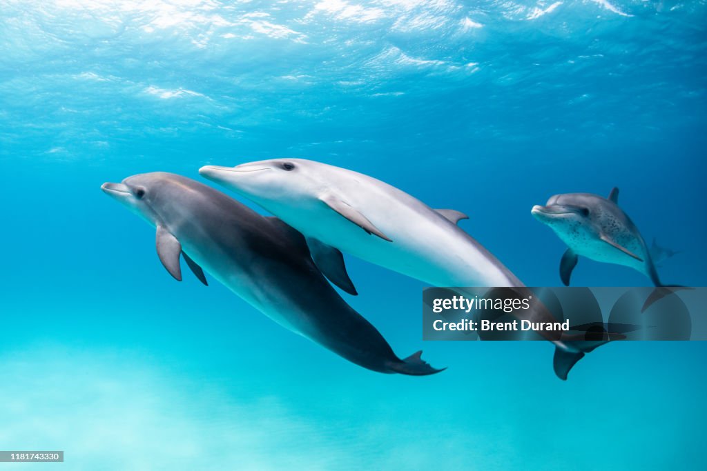 Atlantic Spotted Dolphins Swimming in Bimini