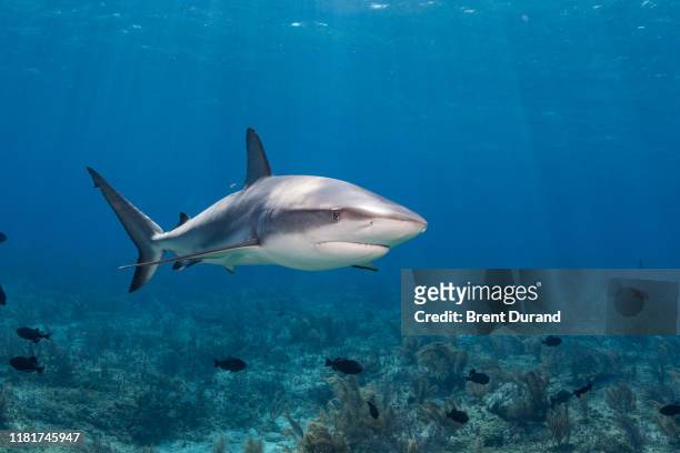 caribbean reef shark in bahamas - reef shark stock pictures, royalty-free photos & images