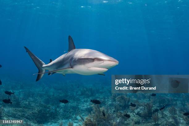 caribbean reef shark in bahamas - caribbean reef shark imagens e fotografias de stock