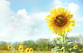 Sunflower on blue sky background,horizontal landscape.