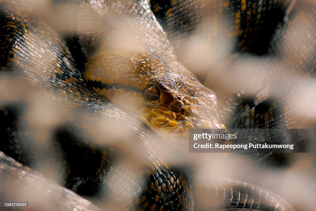 Reticulated Python big snake in a cage