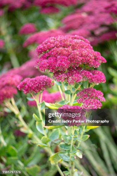 close-up image of the summer flowering sedum 'indian chief' vibrant pink flowers - sedum stock-fotos und bilder