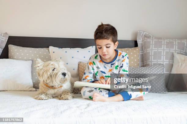 reading book to his westy dog puppy - boy sitting on bed stock-fotos und bilder