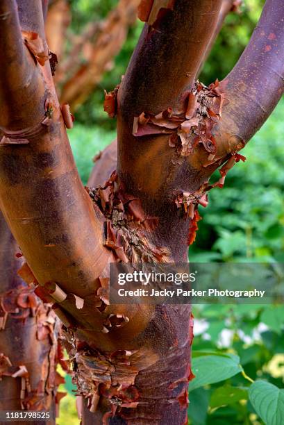 close-up image of peeling bark from acer griseum also called the paper bark maple tree - maple tree stockfoto's en -beelden