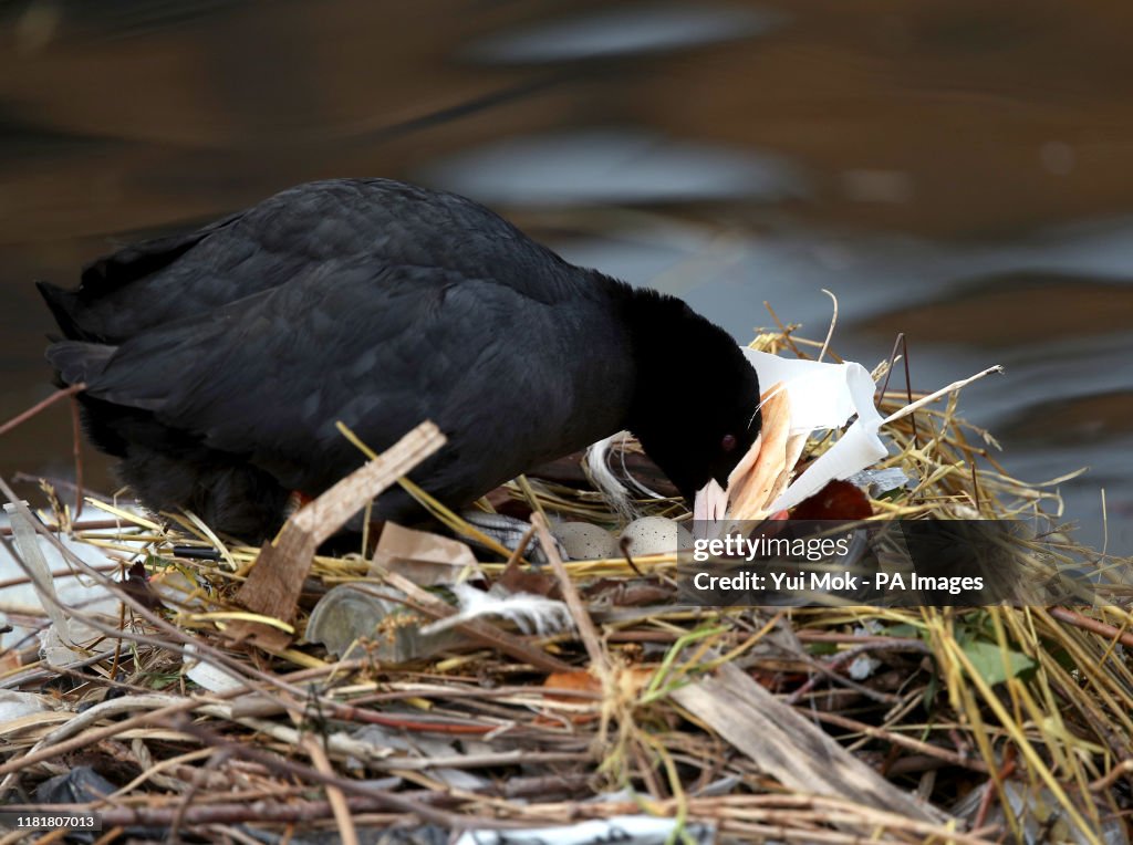Nature Bird Breeding London