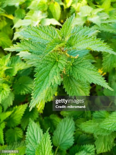 urtica dioica, often known as common nettle, stinging nettle - nettle stock-fotos und bilder