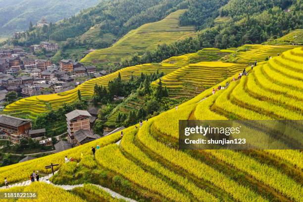 risaia a longsheng - longji tetian foto e immagini stock