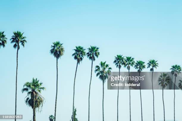 palm trees against sky - palmera fotografías e imágenes de stock