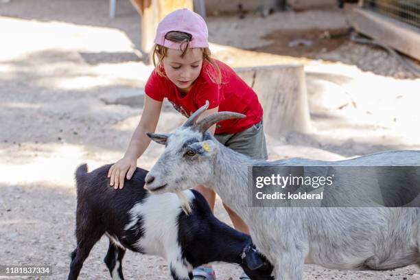 little girl petting goats - kinder zoo stock-fotos und bilder