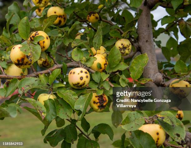 rotting yellow apples in an apple orchard - apple rot stock pictures, royalty-free photos & images