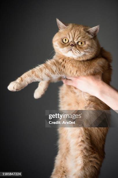 exotic shorthair cat - amerikanisch kurzhaar stock-fotos und bilder