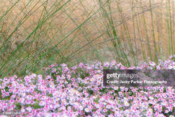 close-up  image of aster novi-belgii 'commbe fishacre' tiny pink flowers also know known as symphyotrichum or michaelmas daisy planted with ornamental grasses - aster novi belgii stock pictures, royalty-free photos & images