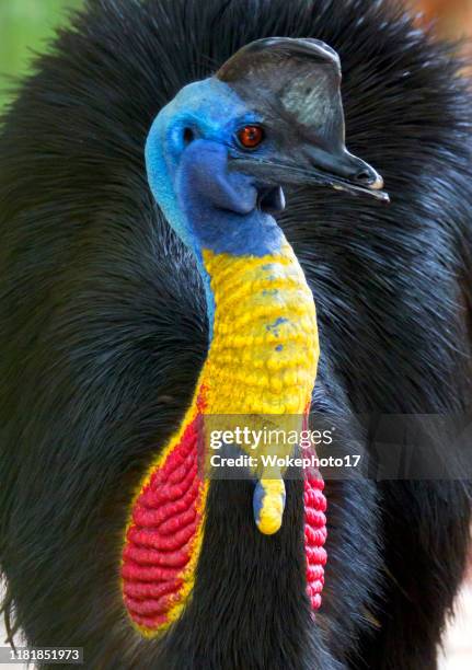 portrait of cassowary - cassowary stock pictures, royalty-free photos & images