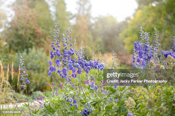 beautiful vibrant blue flowers of the delphinium or larkspur a cottage garden perennial plant - riddarsporresläktet bildbanksfoton och bilder