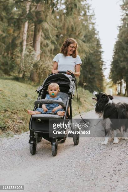 mother with baby in stroller and dog walking on forest path - baby stroller stock-fotos und bilder