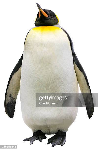 pinguino isolata con percorso clip su sfondo bianco - penguins foto e immagini stock