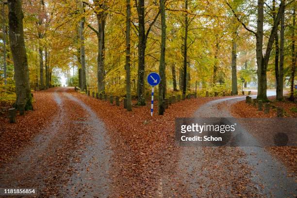 narrow road in autumnal beech forest dividing into two roads - fourche photos et images de collection