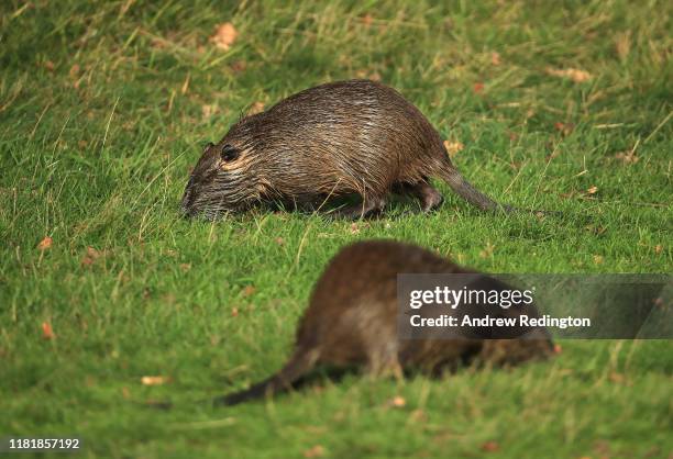 Coypu's are pictured on course during Day two of the Open de France at Le Golf National on October 18, 2019 in Paris, France.