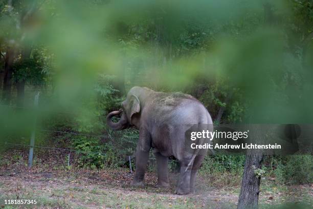 New York Patty, an Asian elephant kept in captivity at the Bronx Zoo stands in her enclosure alone after being separated from the zoo's other...